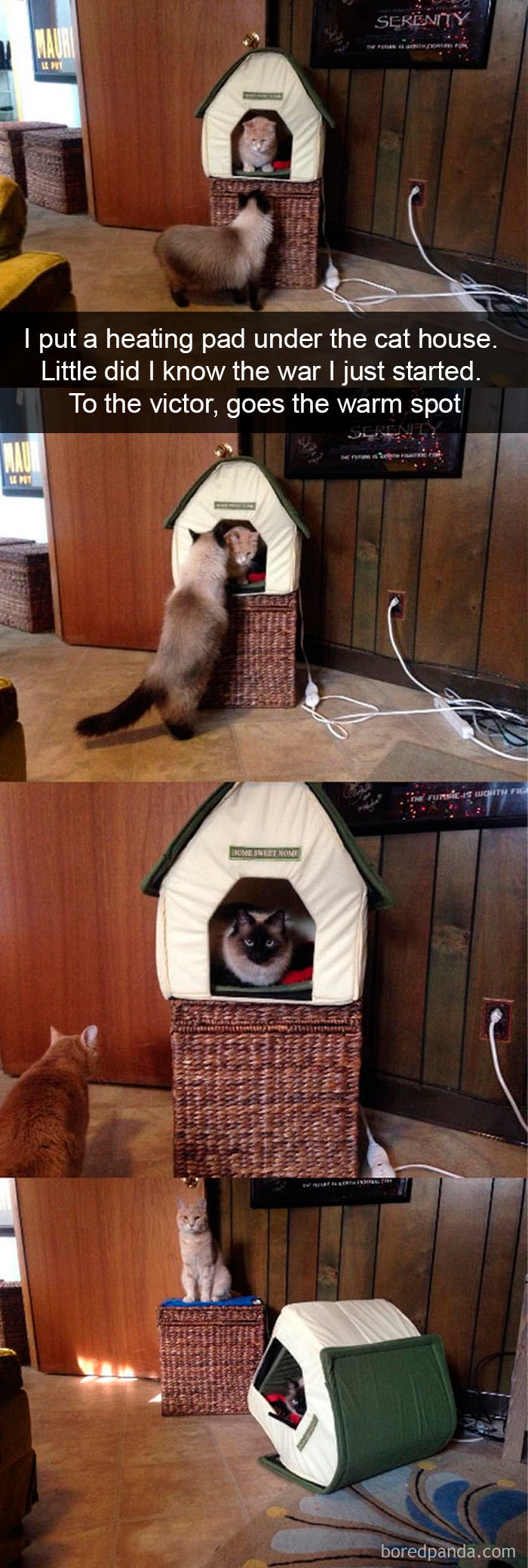 40 Hilarious Cat Snapchats That Will Leave You With The Biggest Smile (New Pics) 40 Hilarious Cat Snapchats That Will Leave You With The Biggest Smile (New Pics)