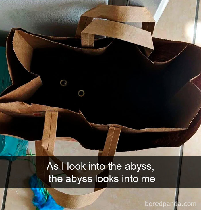 40 Hilarious Cat Snapchats That Will Leave You With The Biggest Smile (New Pics) 40 Hilarious Cat Snapchats That Will Leave You With The Biggest Smile (New Pics)