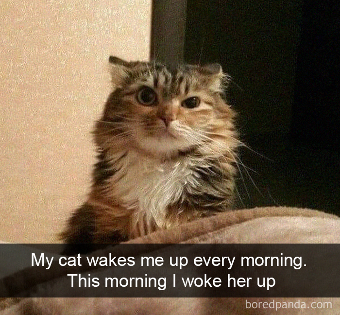 40 Hilarious Cat Snapchats That Will Leave You With The Biggest Smile (New Pics) 40 Hilarious Cat Snapchats That Will Leave You With The Biggest Smile (New Pics)