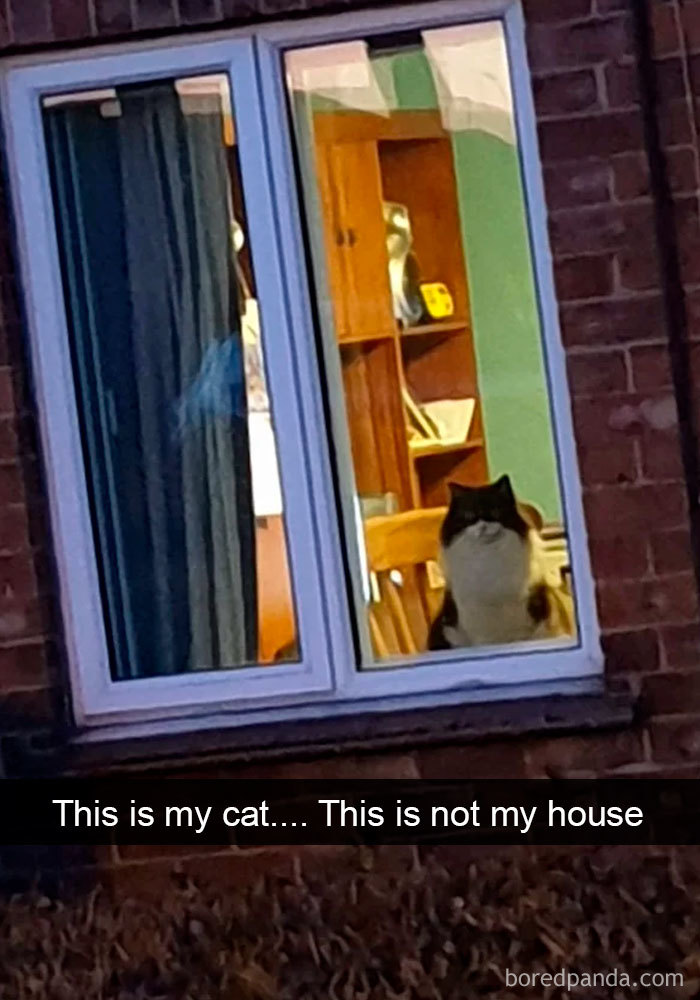 40 Hilarious Cat Snapchats That Will Leave You With The Biggest Smile (New Pics) 40 Hilarious Cat Snapchats That Will Leave You With The Biggest Smile (New Pics)