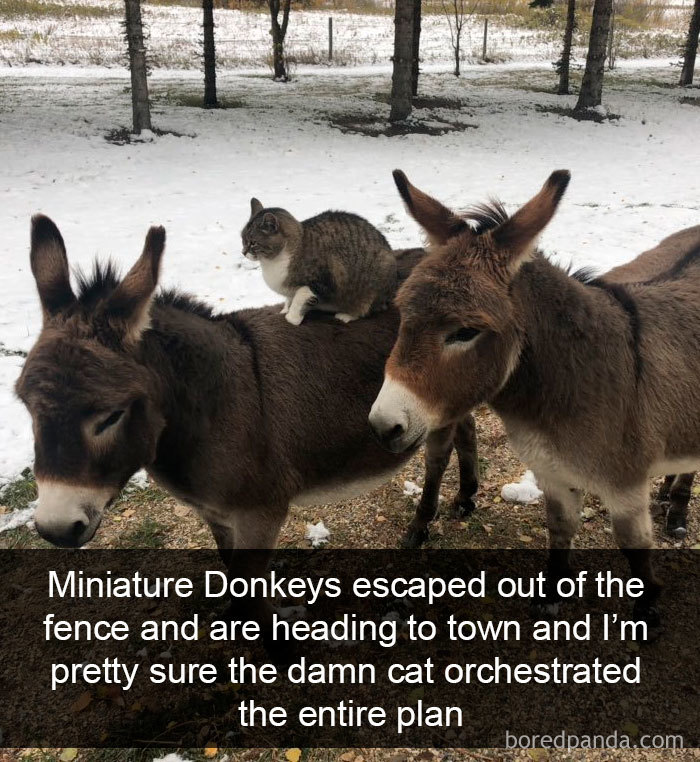 40 Hilarious Cat Snapchats That Will Leave You With The Biggest Smile (New Pics) 40 Hilarious Cat Snapchats That Will Leave You With The Biggest Smile (New Pics)