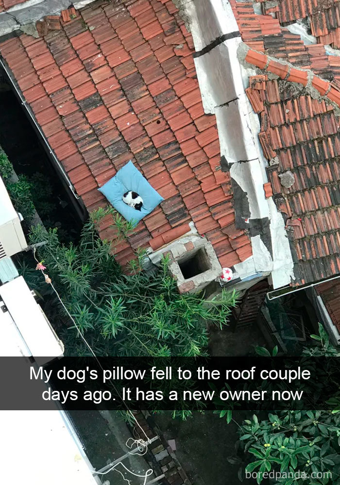 40 Hilarious Cat Snapchats That Will Leave You With The Biggest Smile (New Pics) 40 Hilarious Cat Snapchats That Will Leave You With The Biggest Smile (New Pics)