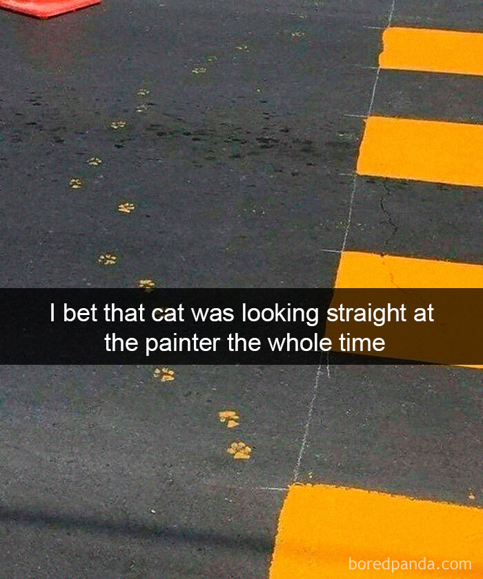 40 Hilarious Cat Snapchats That Will Leave You With The Biggest Smile (New Pics) 40 Hilarious Cat Snapchats That Will Leave You With The Biggest Smile (New Pics)