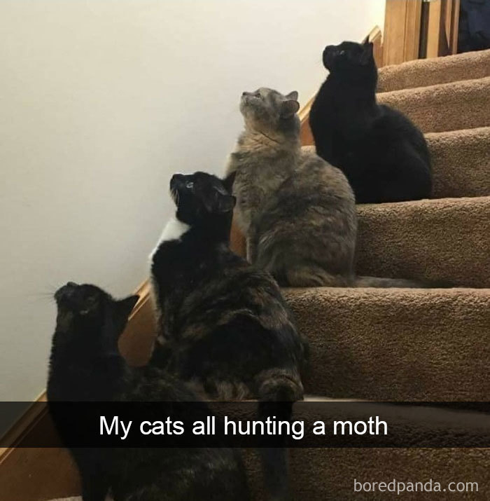 40 Hilarious Cat Snapchats That Will Leave You With The Biggest Smile (New Pics) 40 Hilarious Cat Snapchats That Will Leave You With The Biggest Smile (New Pics)