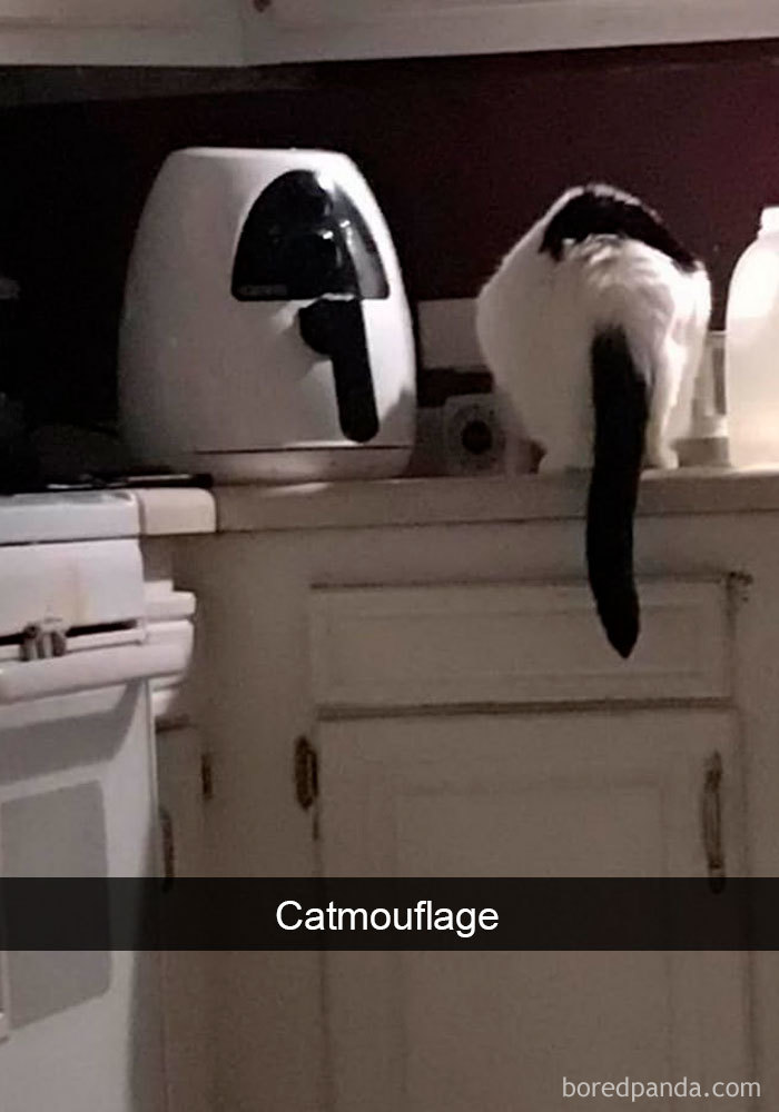 40 Hilarious Cat Snapchats That Will Leave You With The Biggest Smile (New Pics) 40 Hilarious Cat Snapchats That Will Leave You With The Biggest Smile (New Pics)