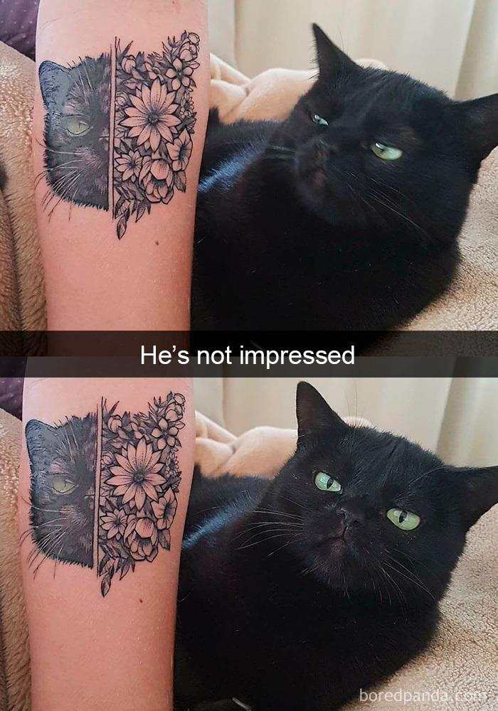 40 Hilarious Cat Snapchats That Will Leave You With The Biggest Smile (New Pics) 40 Hilarious Cat Snapchats That Will Leave You With The Biggest Smile (New Pics)