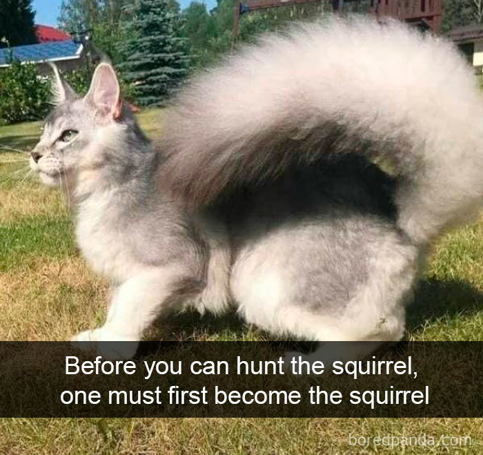 40 Hilarious Cat Snapchats That Will Leave You With The Biggest Smile (New Pics) 40 Hilarious Cat Snapchats That Will Leave You With The Biggest Smile (New Pics)