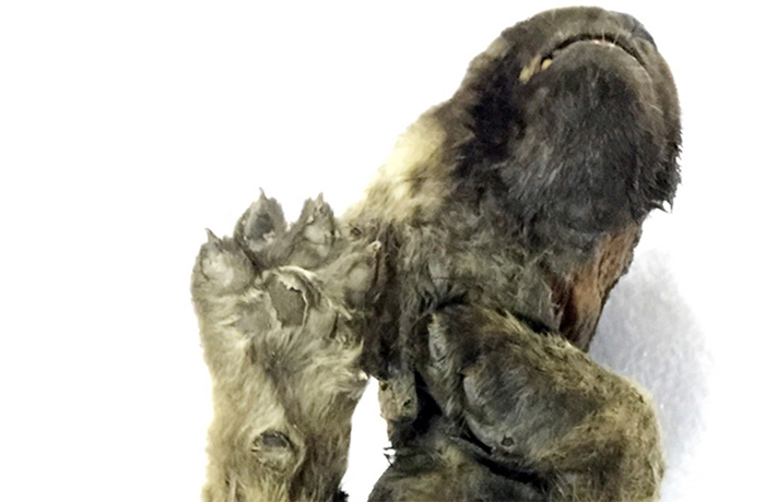 Scientists Are Baffled By An 18,000-Year-Old &#8216;Wolf-Dog&#8217; Puppy Found Frozen In Siberia