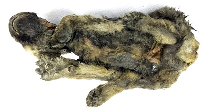 Scientists Are Baffled By An 18,000-Year-Old &#8216;Wolf-Dog&#8217; Puppy Found Frozen In Siberia