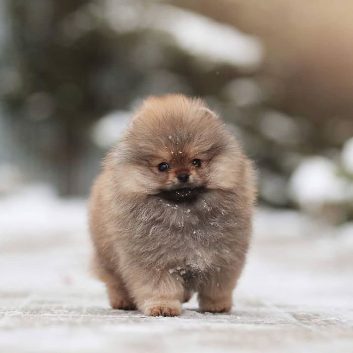Here Are 23 Adorable Photos Of Furballs Jumping Around And Getting Their First Taste Of Snow