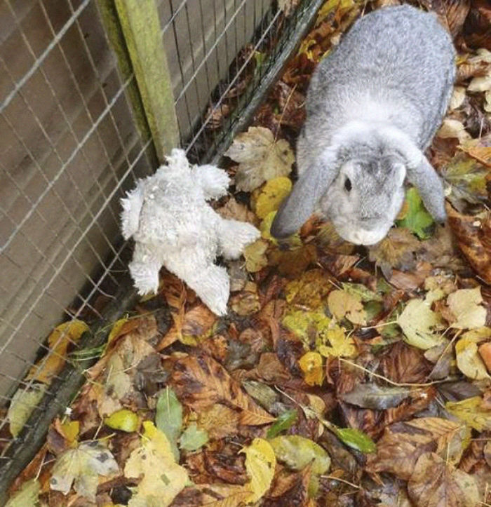 Rescuers Take In An Abandoned Rabbit Clinging To Its Teddy Bear Rescuers Take In An Abandoned Rabbit Clinging To Its Teddy Bear
