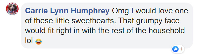 This Whole Litter Of 5 Maine Coon Kittens Was Born With Cute But Grumpy Faces