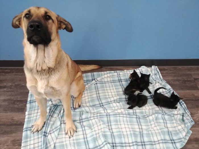 This Stray Dog Was Found Carrying Abandoned Kittens Off The Side Of The Road