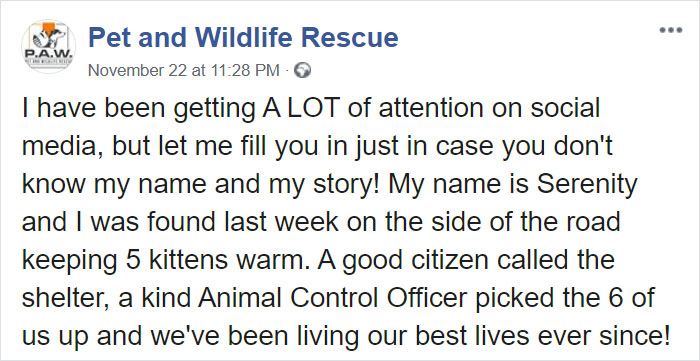 This Stray Dog Was Found Carrying Abandoned Kittens Off The Side Of The Road