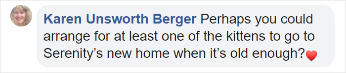 This Stray Dog Was Found Carrying Abandoned Kittens Off The Side Of The Road