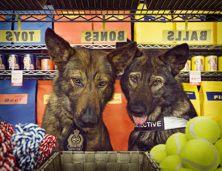 I Was Asked By The Waterloo Police To Make Them A Kickass Calendar, And Here Is The Result (14 Pics)