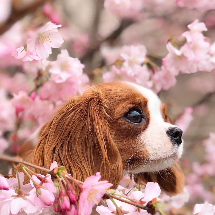 This Adorable 2-Year-Old Puppy Is So Tiny, It’s Hard To Believe He’s Fully Grown This Adorable 2-Year-Old Puppy Is So Tiny, It’s Hard To Believe He’s Fully Grown