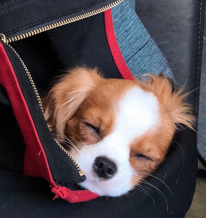 This Adorable 2-Year-Old Puppy Is So Tiny, It’s Hard To Believe He’s Fully Grown This Adorable 2-Year-Old Puppy Is So Tiny, It’s Hard To Believe He’s Fully Grown