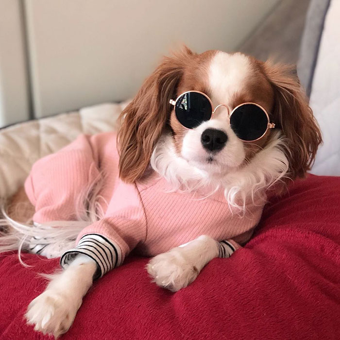 This Adorable 2-Year-Old Puppy Is So Tiny, It’s Hard To Believe He’s Fully Grown This Adorable 2-Year-Old Puppy Is So Tiny, It’s Hard To Believe He’s Fully Grown