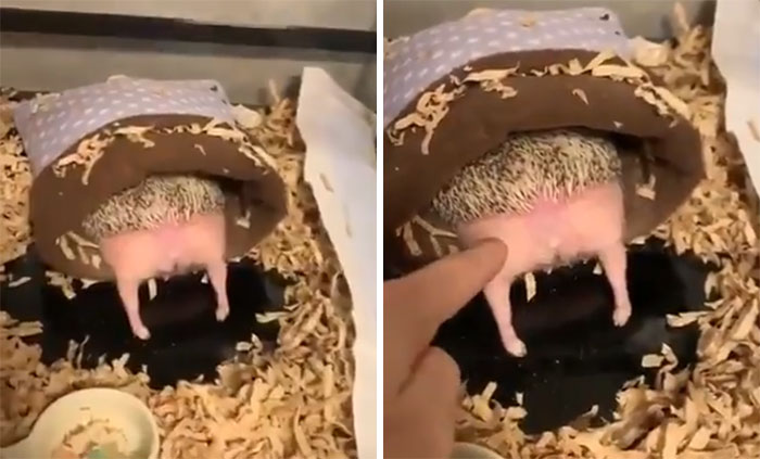 Person Notices How Defenseless Hedgehogs Become When Sleeping, And This Butt Thread Will Make Your Day Person Notices How Defenseless Hedgehogs Become When Sleeping, And This Butt Thread Will Make Your Day