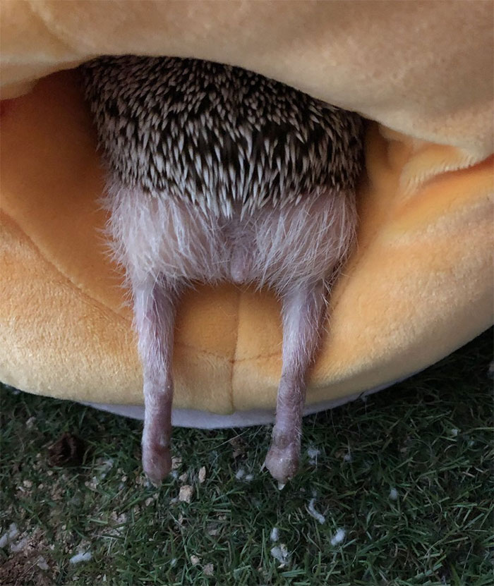 Person Notices How Defenseless Hedgehogs Become When Sleeping, And This Butt Thread Will Make Your Day Person Notices How Defenseless Hedgehogs Become When Sleeping, And This Butt Thread Will Make Your Day