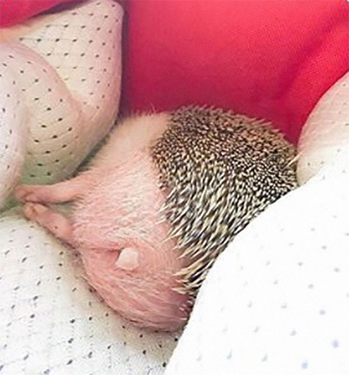 Person Notices How Defenseless Hedgehogs Become When Sleeping, And This Butt Thread Will Make Your Day Person Notices How Defenseless Hedgehogs Become When Sleeping, And This Butt Thread Will Make Your Day