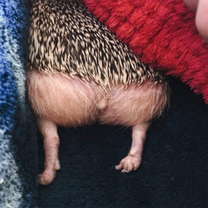 Person Notices How Defenseless Hedgehogs Become When Sleeping, And This Butt Thread Will Make Your Day Person Notices How Defenseless Hedgehogs Become When Sleeping, And This Butt Thread Will Make Your Day