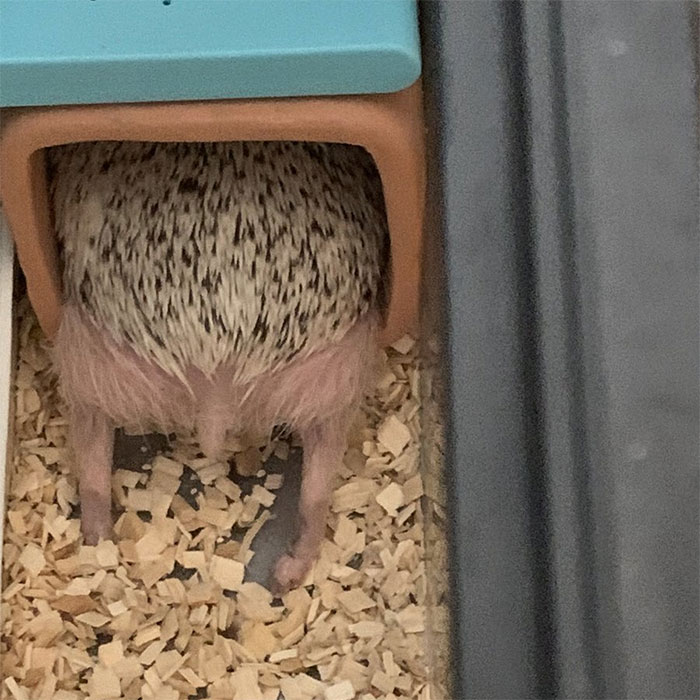 Person Notices How Defenseless Hedgehogs Become When Sleeping, And This Butt Thread Will Make Your Day Person Notices How Defenseless Hedgehogs Become When Sleeping, And This Butt Thread Will Make Your Day