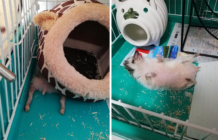 Person Notices How Defenseless Hedgehogs Become When Sleeping, And This Butt Thread Will Make Your Day Person Notices How Defenseless Hedgehogs Become When Sleeping, And This Butt Thread Will Make Your Day