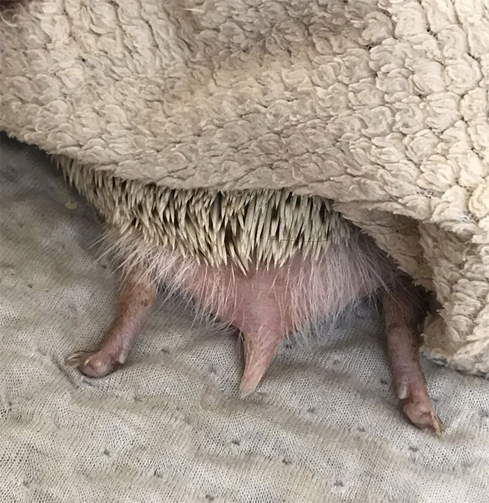 Person Notices How Defenseless Hedgehogs Become When Sleeping, And This Butt Thread Will Make Your Day Person Notices How Defenseless Hedgehogs Become When Sleeping, And This Butt Thread Will Make Your Day