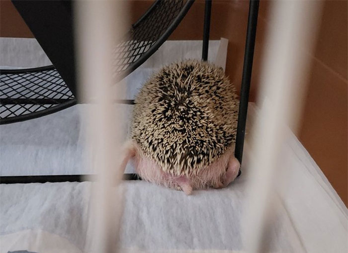 Person Notices How Defenseless Hedgehogs Become When Sleeping, And This Butt Thread Will Make Your Day Person Notices How Defenseless Hedgehogs Become When Sleeping, And This Butt Thread Will Make Your Day