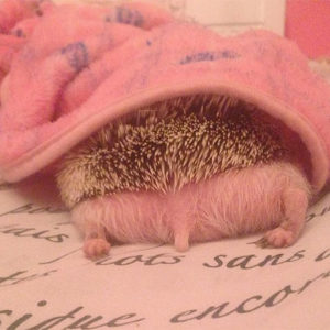 Person Notices How Defenseless Hedgehogs Become When Sleeping, And This Butt Thread Will Make Your Day Person Notices How Defenseless Hedgehogs Become When Sleeping, And This Butt Thread Will Make Your Day