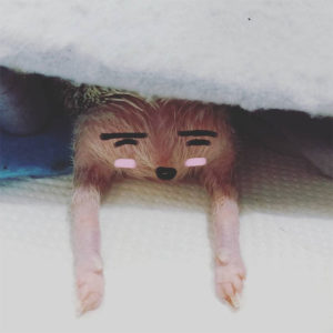 Person Notices How Defenseless Hedgehogs Become When Sleeping, And This Butt Thread Will Make Your Day Person Notices How Defenseless Hedgehogs Become When Sleeping, And This Butt Thread Will Make Your Day