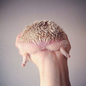 Person Notices How Defenseless Hedgehogs Become When Sleeping, And This Butt Thread Will Make Your Day Person Notices How Defenseless Hedgehogs Become When Sleeping, And This Butt Thread Will Make Your Day