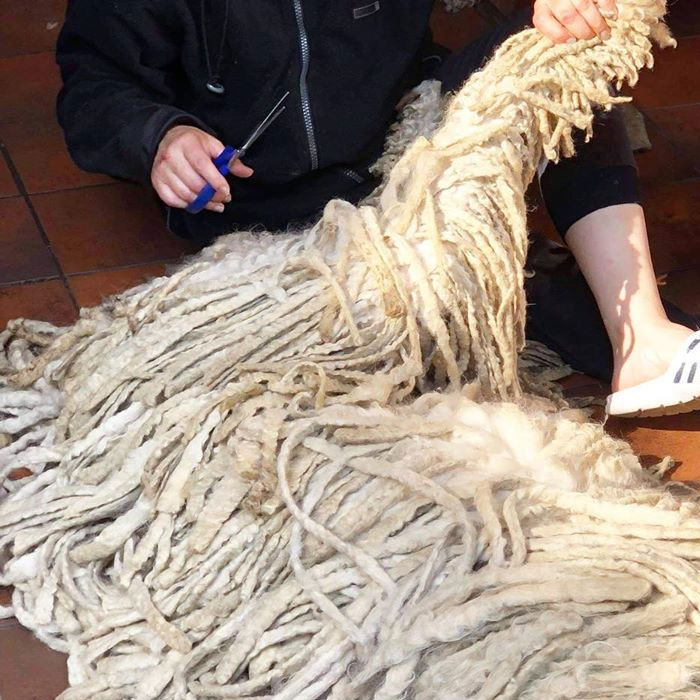 Mop Dog Named Hanga Goes Viral For Her Swimming Video And She&#8217;s Lucky Her Owner Is A Pet Groomer