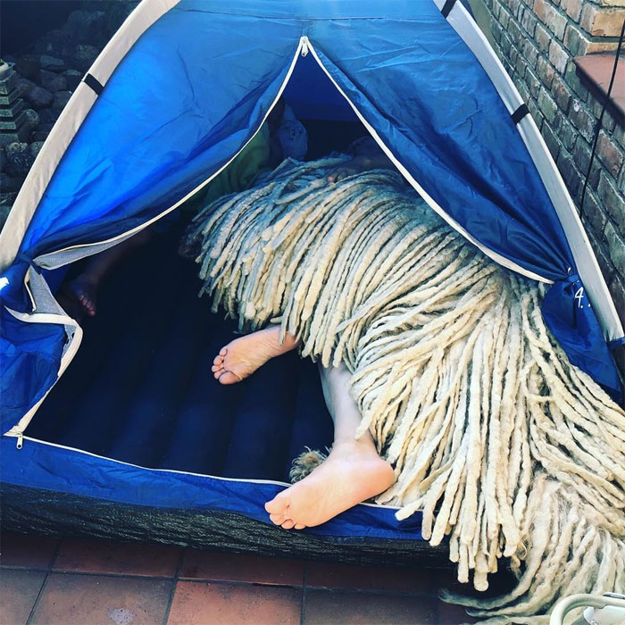 Mop Dog Named Hanga Goes Viral For Her Swimming Video And She&#8217;s Lucky Her Owner Is A Pet Groomer