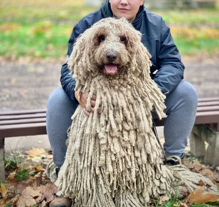Mop Dog Named Hanga Goes Viral For Her Swimming Video And She&#8217;s Lucky Her Owner Is A Pet Groomer