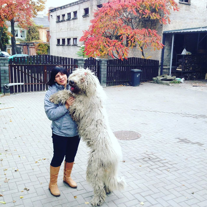 Mop Dog Named Hanga Goes Viral For Her Swimming Video And She&#8217;s Lucky Her Owner Is A Pet Groomer