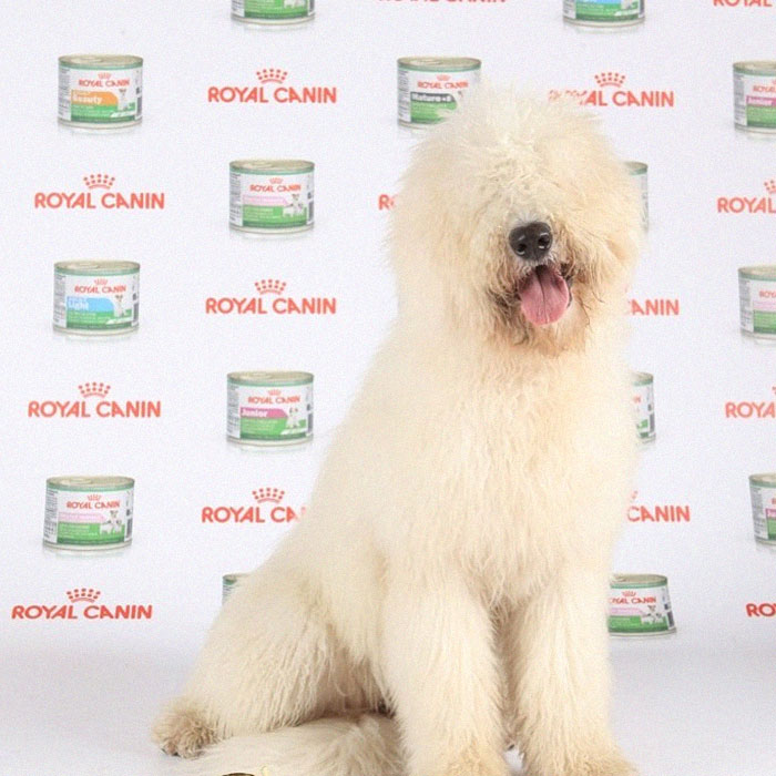 Mop Dog Named Hanga Goes Viral For Her Swimming Video And She&#8217;s Lucky Her Owner Is A Pet Groomer