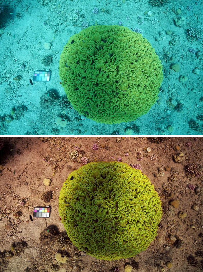 Scientists Create An Algorithm That Removes Color Distortion From Underwater Photos And Here Are 8 Before And After Pics Scientists Create An Algorithm That Removes Color Distortion From Underwater Photos And Here Are 8 Before And After Pics