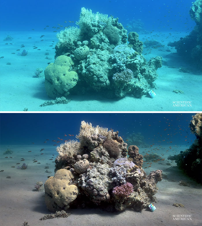 Scientists Create An Algorithm That Removes Color Distortion From Underwater Photos And Here Are 8 Before And After Pics Scientists Create An Algorithm That Removes Color Distortion From Underwater Photos And Here Are 8 Before And After Pics