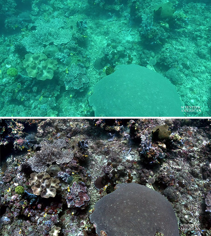 Scientists Create An Algorithm That Removes Color Distortion From Underwater Photos And Here Are 8 Before And After Pics Scientists Create An Algorithm That Removes Color Distortion From Underwater Photos And Here Are 8 Before And After Pics