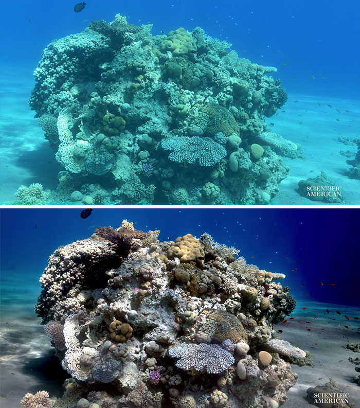 Scientists Create An Algorithm That Removes Color Distortion From Underwater Photos And Here Are 8 Before And After Pics Scientists Create An Algorithm That Removes Color Distortion From Underwater Photos And Here Are 8 Before And After Pics