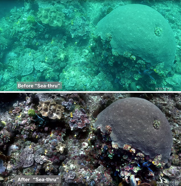 Scientists Create An Algorithm That Removes Color Distortion From Underwater Photos And Here Are 8 Before And After Pics Scientists Create An Algorithm That Removes Color Distortion From Underwater Photos And Here Are 8 Before And After Pics
