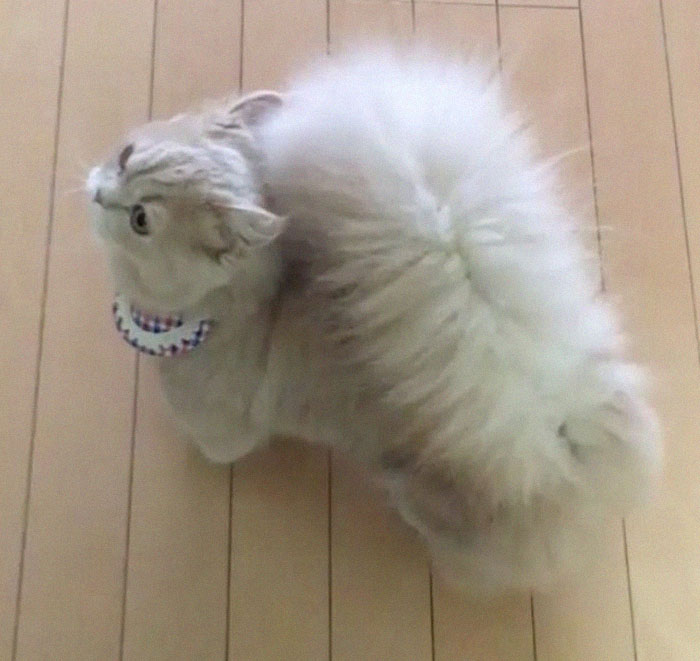 This Cat Has A Majestic Fluffy Tail Just Like A Squirrel This Cat Has A Majestic Fluffy Tail Just Like A Squirrel