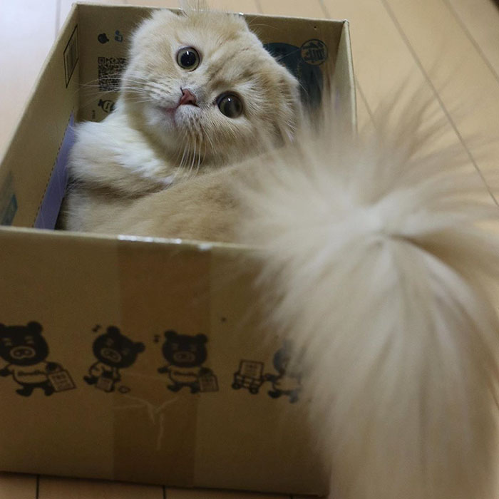 This Cat Has A Majestic Fluffy Tail Just Like A Squirrel This Cat Has A Majestic Fluffy Tail Just Like A Squirrel