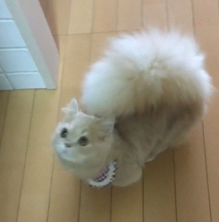 This Cat Has A Majestic Fluffy Tail Just Like A Squirrel This Cat Has A Majestic Fluffy Tail Just Like A Squirrel