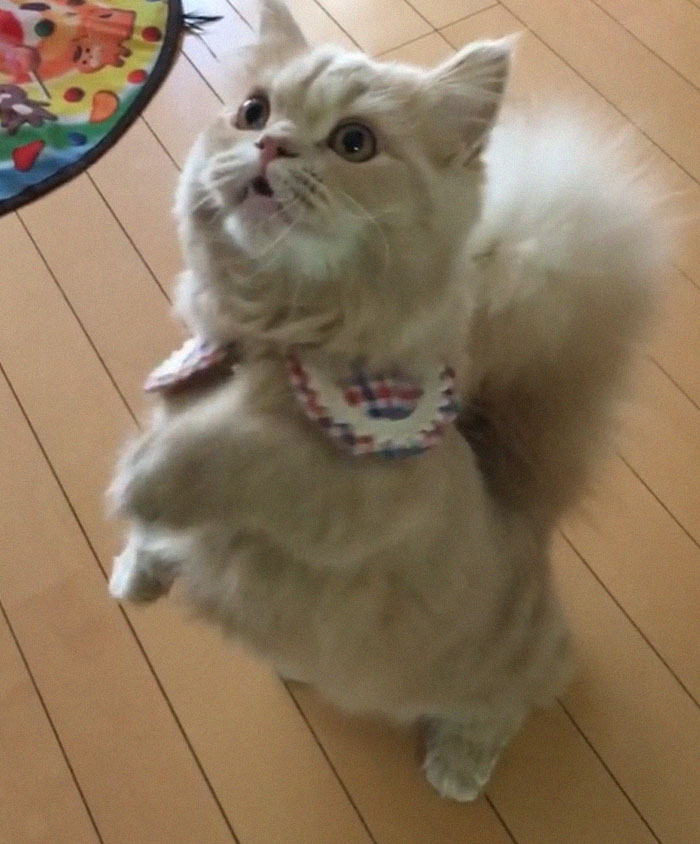 This Cat Has A Majestic Fluffy Tail Just Like A Squirrel This Cat Has A Majestic Fluffy Tail Just Like A Squirrel