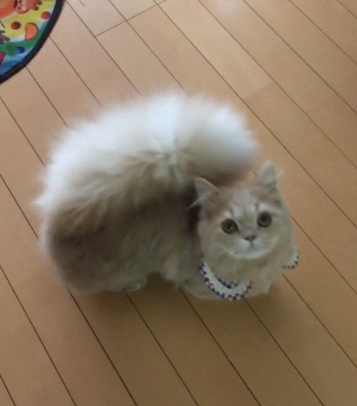 This Cat Has A Majestic Fluffy Tail Just Like A Squirrel This Cat Has A Majestic Fluffy Tail Just Like A Squirrel