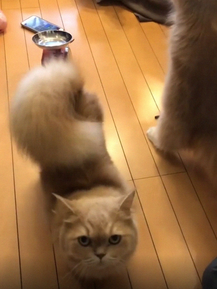 This Cat Has A Majestic Fluffy Tail Just Like A Squirrel This Cat Has A Majestic Fluffy Tail Just Like A Squirrel